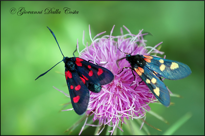 Zygaena lonicerae ?